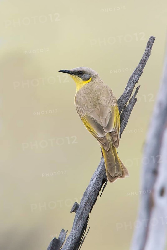 Grey-headed Honeyeater (Ptilotula keartlandi) perched on a branch, Queensland, Australia