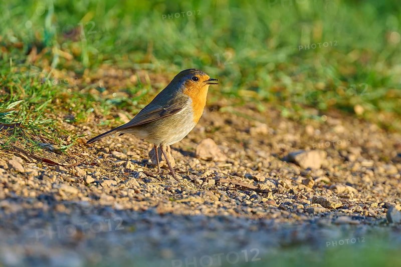 A robin sits in the sunlight on a gravel path with green grass in the background, robin (Erithacus rubecula), spring, bird island, Altmühlsee, Muhr am See, Gunzenhausen, Franconian Lake District, Bavaria, Germany
