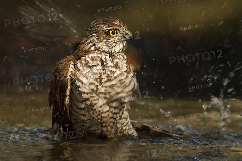 Eurasian Sparrowhawk (Accipiter nisus), Netherlands