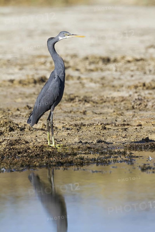 Western Reef Heron (Egretta gularis), Oman