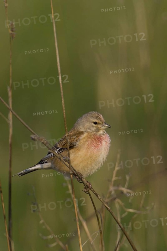 Common Linnet (Linaria cannabina) male, Lower Saxony, Germany