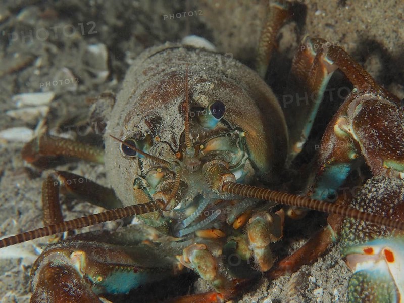 Close-up of signal crayfish (Pacifastacus leniusculus), American crayfish, invasive species, Terlinden dive site, Küsnacht, Lake Zurich, Canton Zurich, Switzerland