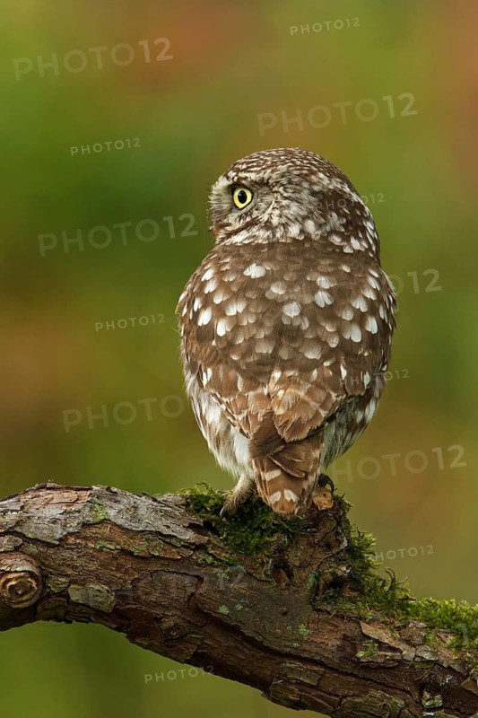 Little Owl (Athene noctua), Utrecht, Netherlands