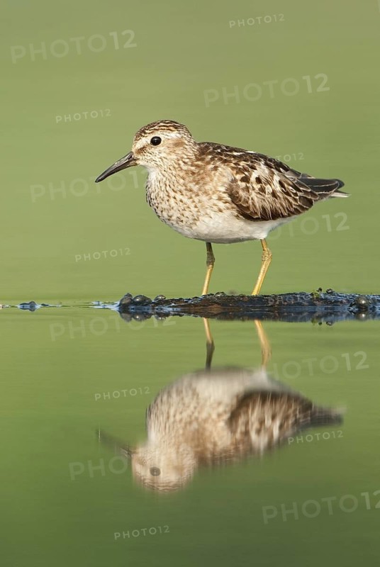 Least Sandpiper (Calidris minutilla), Texas, USA