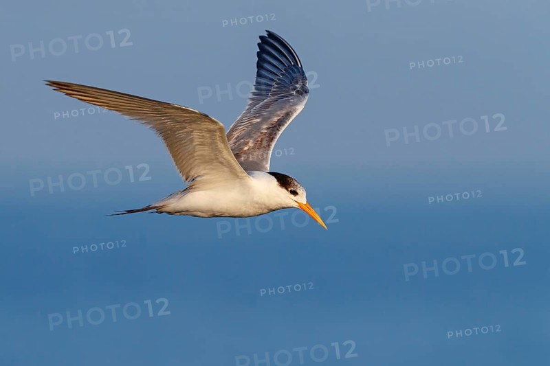 Rüppell's Tern, (Thalasseus bengalensis), (Sterne bengalensis), animals, birds, subfamily of terns, biotope, habitat, foraging, flight capture, foraging, Barr Al Hikman, Shannah, Ash Sharqiyah South, Oman