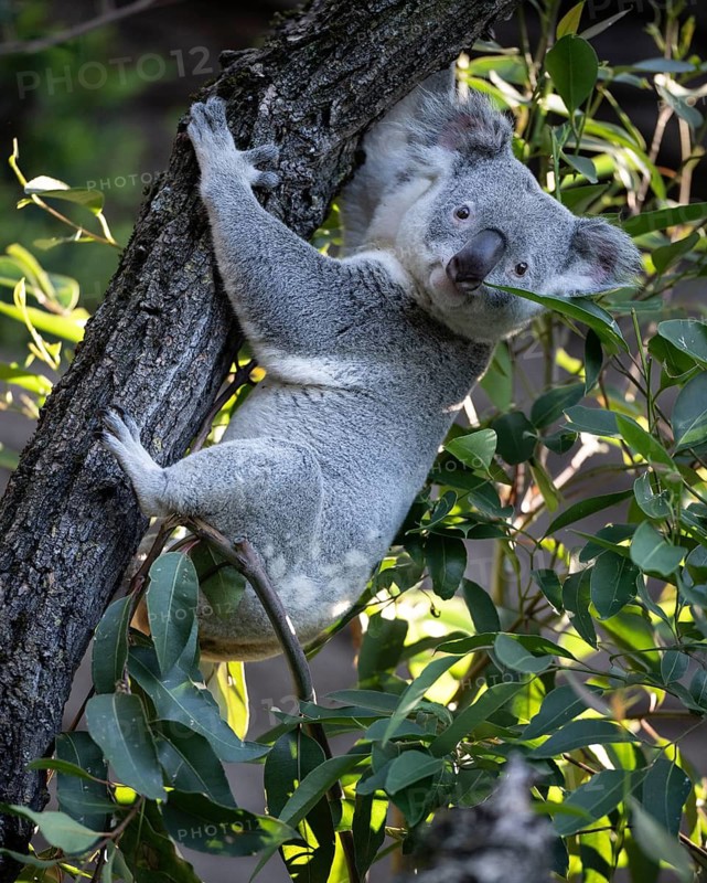 Koala (Phascolarctos cinereus), on tree trunk, captive, Baden-Württemberg, Germany