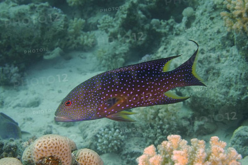 Crescent moon jewelled perch (Variola louti)