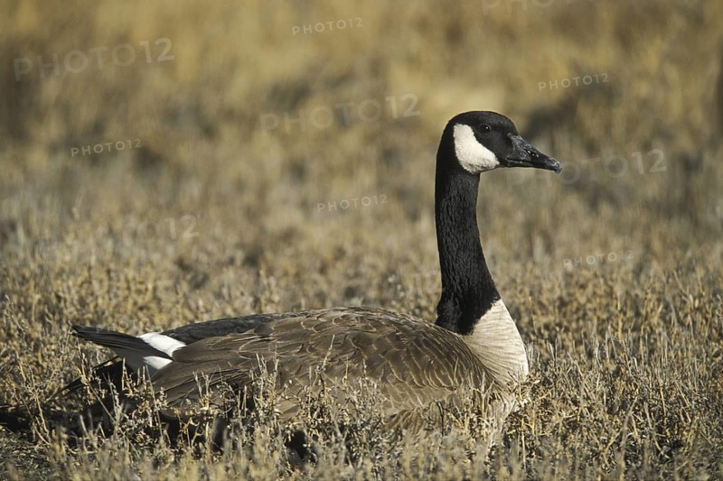 Canada Goose (Branta canadensis), New Mexico, USA