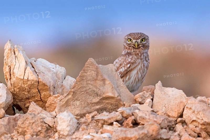 Little owl, Athene noctua, Israel