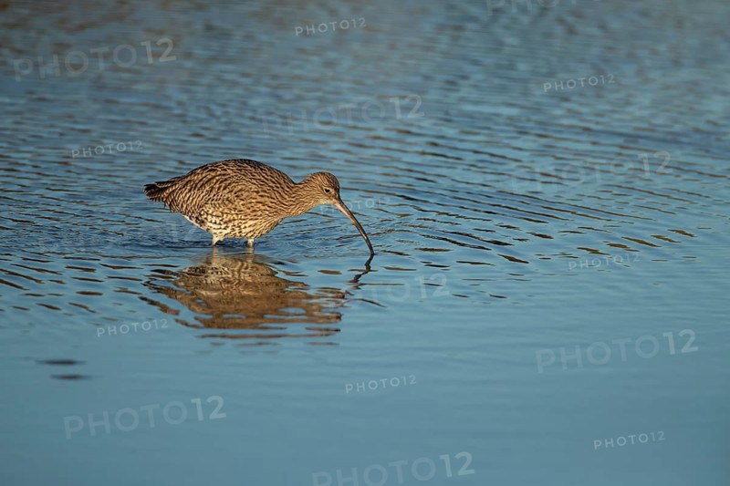 Eurasian curlew (Numenius arquata) adult wading bird in a harbour searching for food, Norfolk, England, United Kingdom