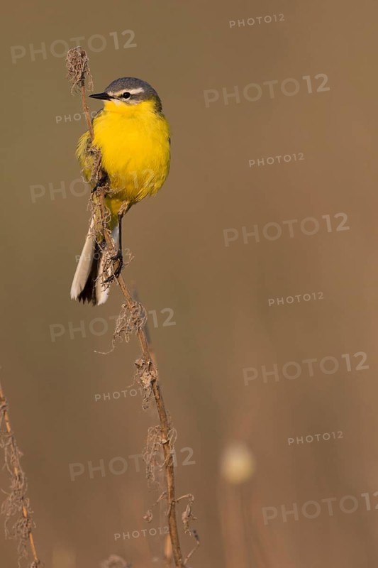 Sykes Wagtail - Schafstelze - Motacilla flava ssp. beema, Russia, adult male
