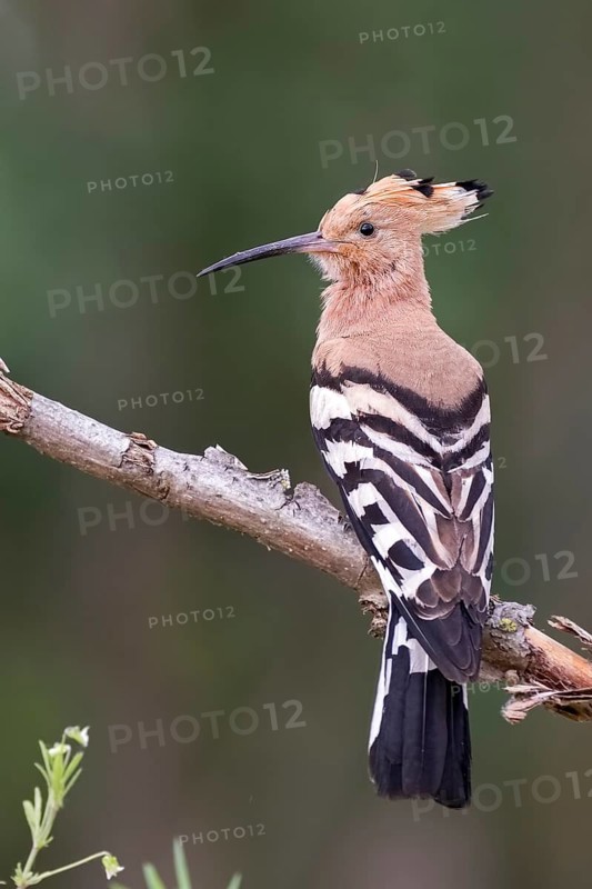 Eurasian Hoopoe (Upupa epops) perched on a branch, Hungary