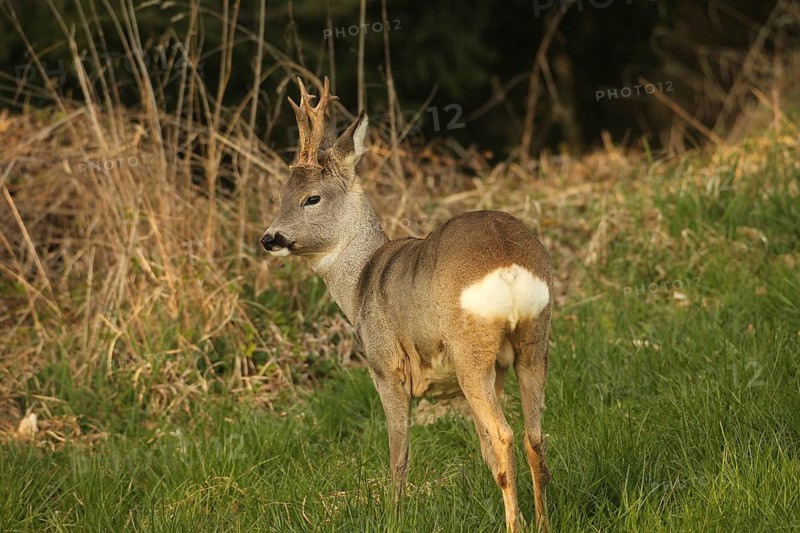 Roe deer (Capreolus capreolus) six-antlered buck in winter coat at the edge of a forest, Lower Austria, Austria