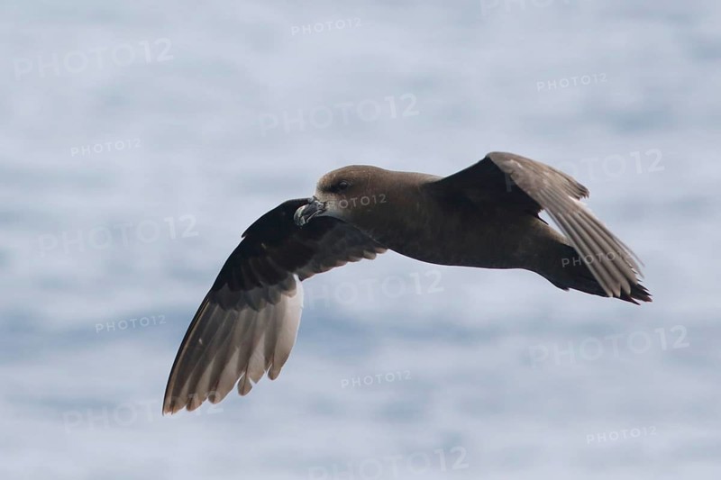 Great-winged Petrel (Pterodroma gouldi) flying, Victoria, Australia