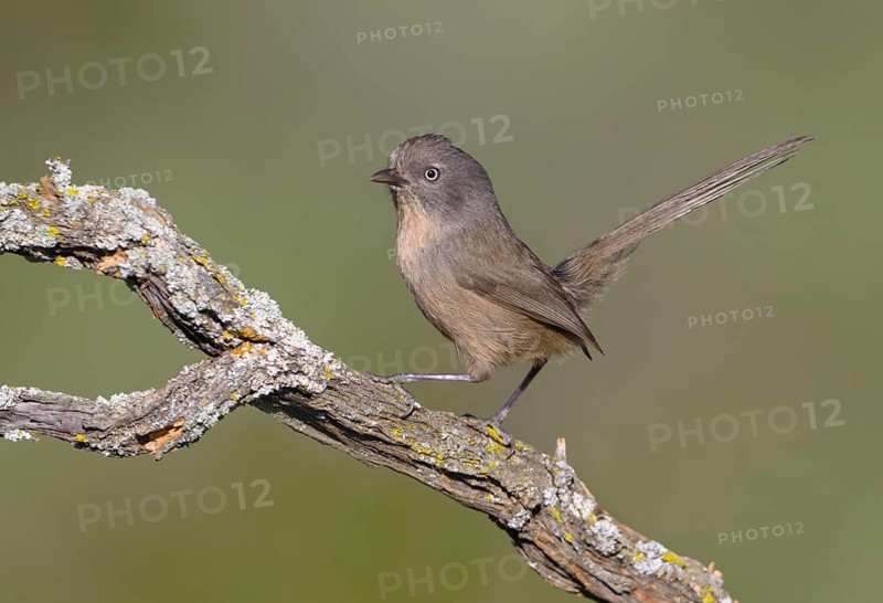 Wrentit (Chamaea fasciata) - Charmlee Park, Malibu California