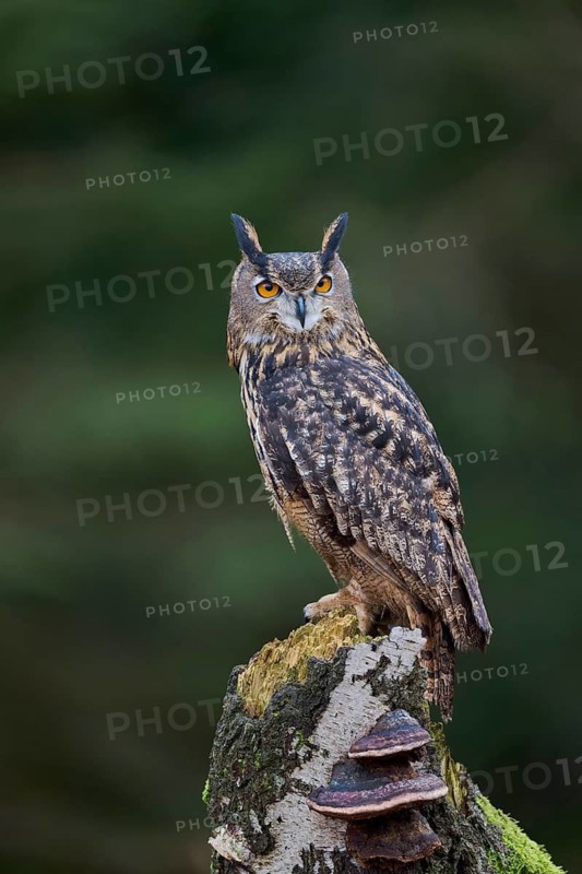 Eurasian Eagle-owl (Bubo bubo) Bavaria, Germany