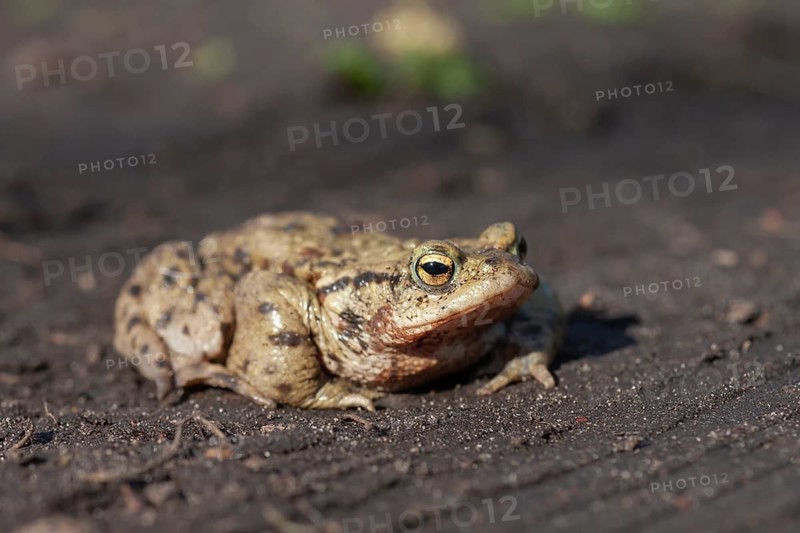 Common toad (Bufo bufo) adult amphibian on a path in spring, England, United Kingdom