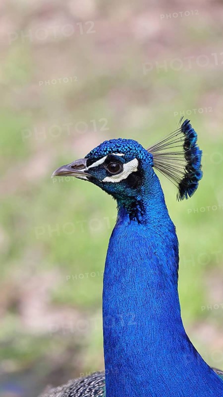 Indian peafowl (Pavo scalloped ribbonfish), portrait, captive, North Rhine-Westphalia, Germany