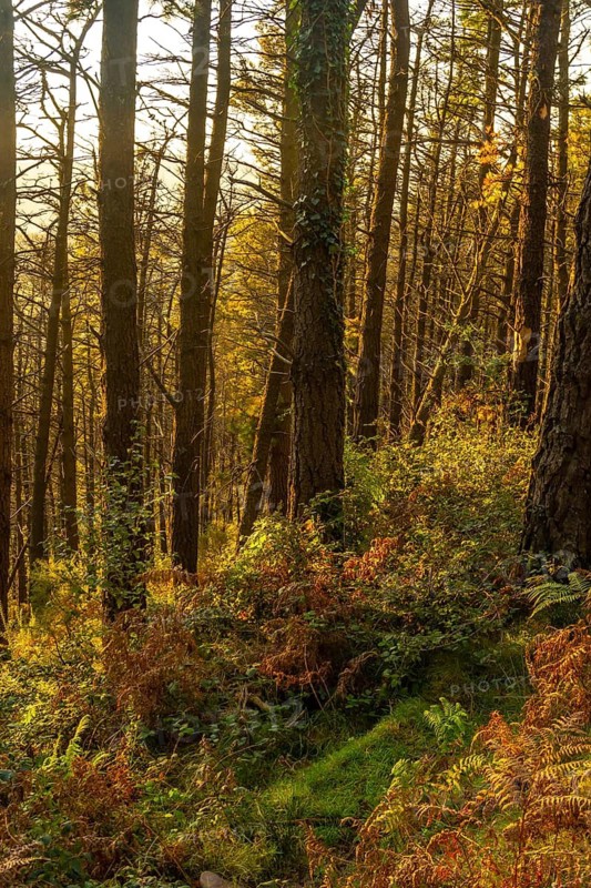 The trail at sunset of Mount Adarra in the town of Urnieta near San Sebastian, Gipuzkoa. Basque Country