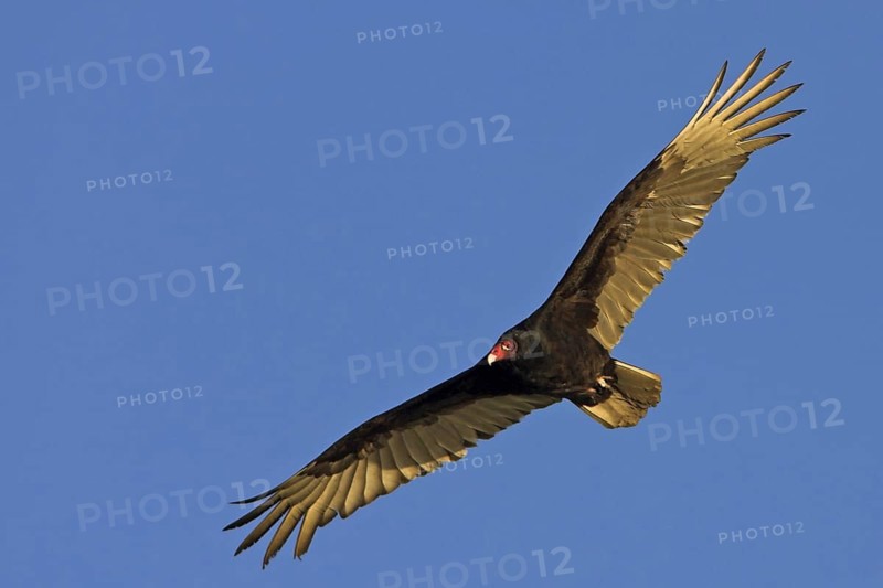 Turkey Vulture (Cathartes aura), Florida, USA