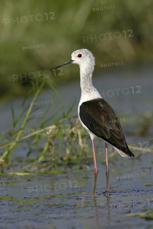 Black-winged Stilt (Himantopus himantopus), Thailand