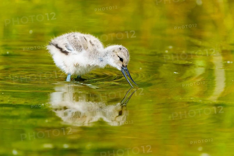 Young bird tilting head towards water, peaceful nature atmosphere, Avocet, (Recurvirostra avosetta), France