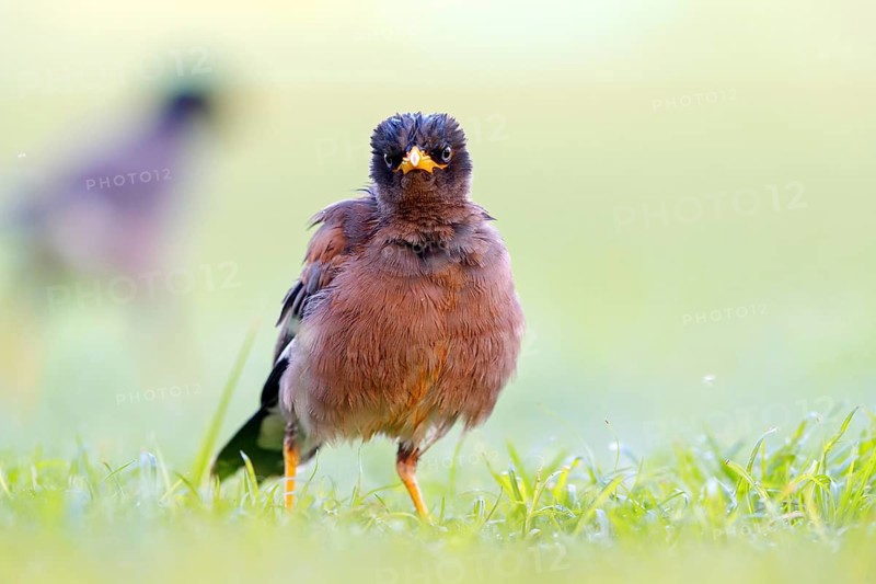 Shepherd's mynah, (Acridotheres tristis), animals, birds, perch, biotope, habitat, foraging Muscat, Al Qurm Park, Muscat, Oman