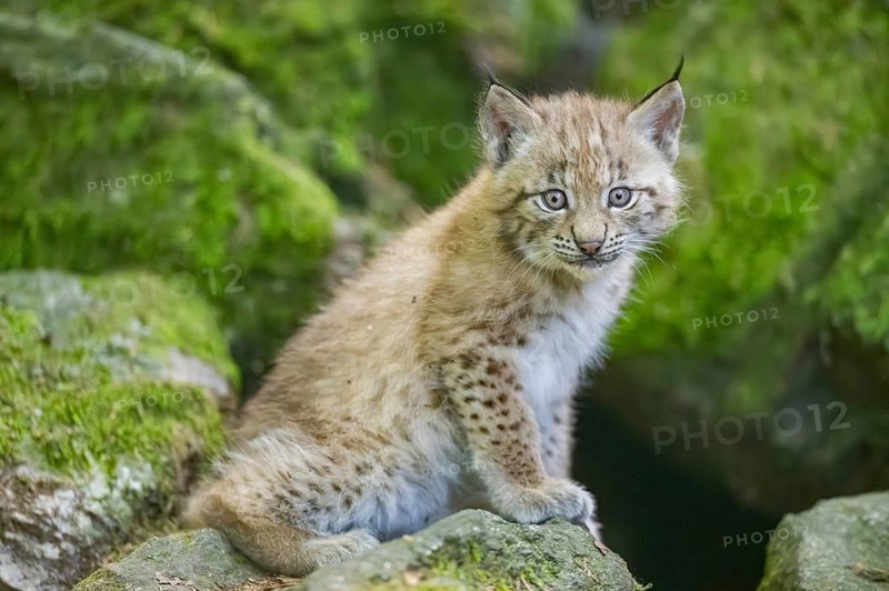Eurasian lynx (Lynx lynx) youngster (cub) sitting on a rock in a forest, Bavaria, Germany