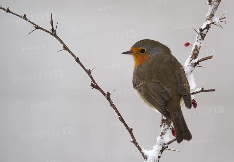 European Robin (Erithacus rubecula), Mecklenburg-Western Pomerania, Germany