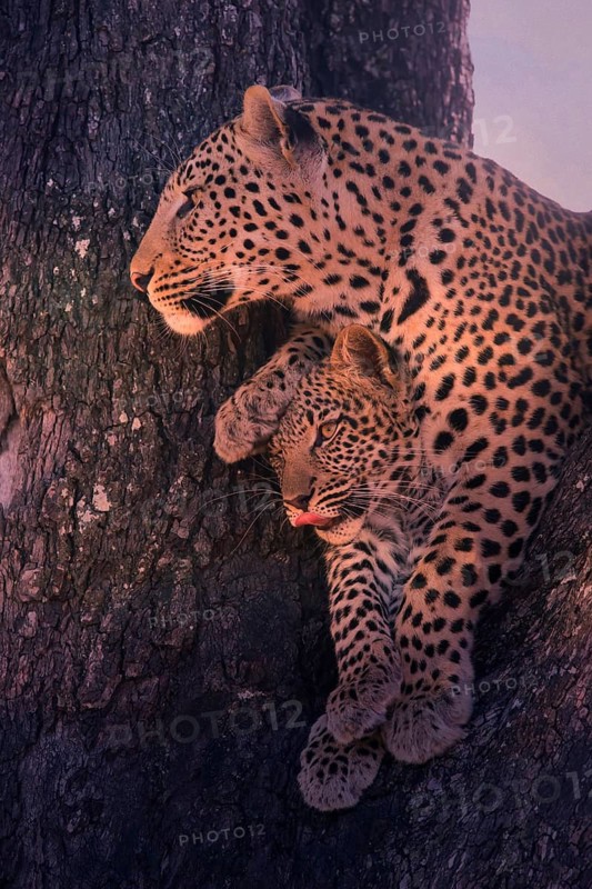 Leopard, with young, 6 months, old, Panthera pardus, Botswana, Botswana, Botswana
