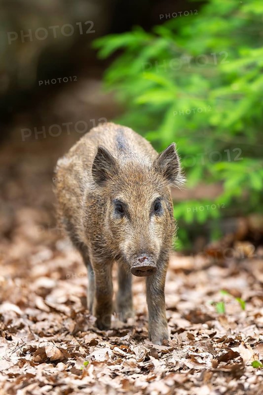 Wild boar (Sus scrofa) piglet walking in a forest, Bavaria, Germany