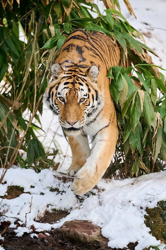Siberian tiger (Panthera tigris altaica) walking through the bushes in winter, captive, Germany