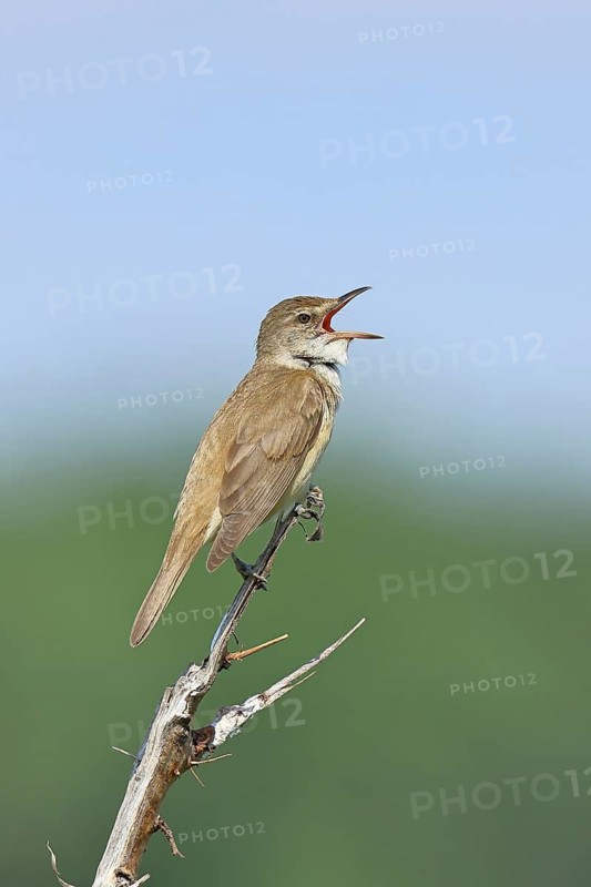 Great Reed Warbler (Acrocephalus arundinaceus) with open beak, singing, twittering, sitting on a twig, singing station, natural habitat, migratory bird, songbirds Lake Neusiedl, Burgenland, Austria
