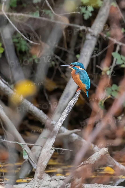 A vibrant kingfisher sits poised on a branch amid a blurred natural forest backdrop, showcasing its striking blue and orange plumage