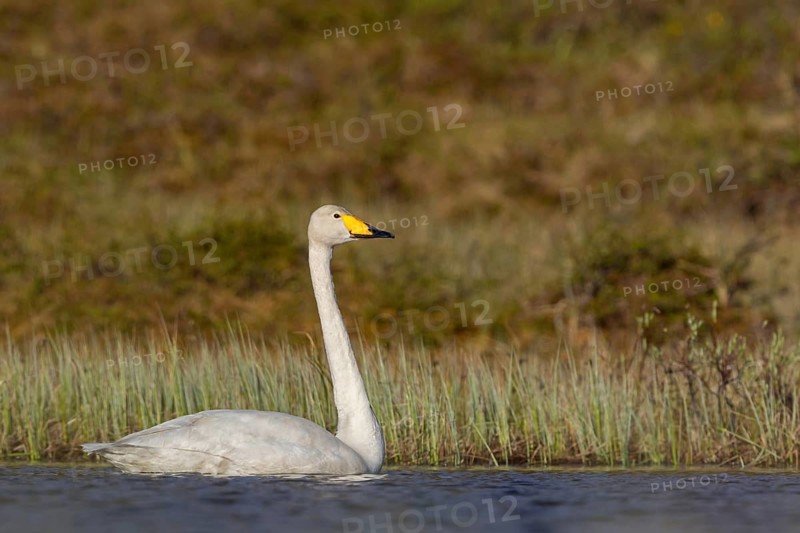 Whooper Swan, (Cygnus cygnus), Animals, Birds, Swans, Duck family, Varanger, Finnmark, Norway