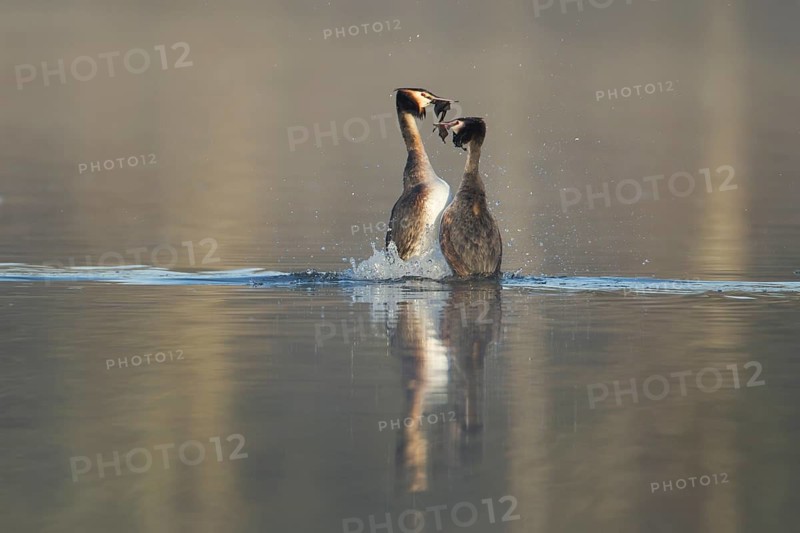 Great crested grebe (Podiceps cristatus) two adult birds performing their love courtship display with a weed dance on a lake in spring, England, United Kingdom