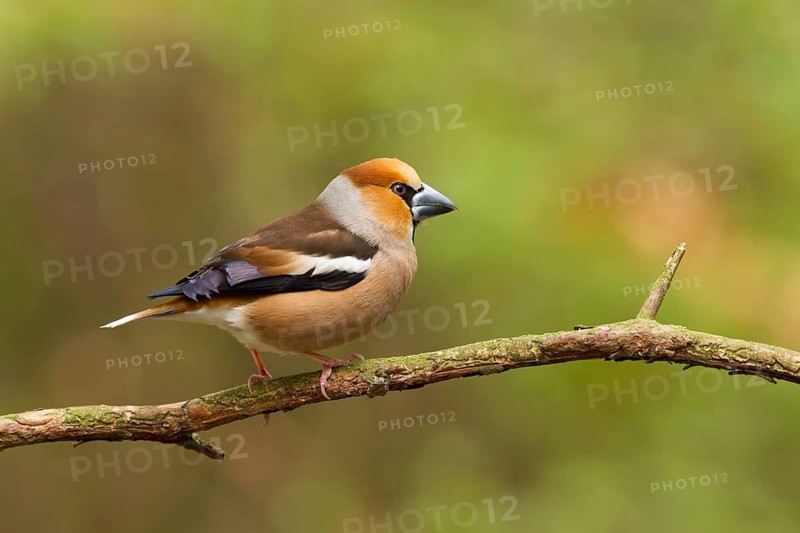 Hawfinch (Coccothraustes coccothraustes) female, Utrecht, Netherlands