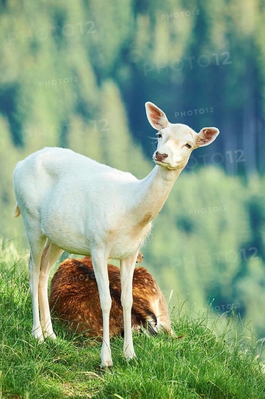 European fallow deer (Dama dama) doe standing on a meadow, Kitzbühel, Wildpark Aurach, Austria