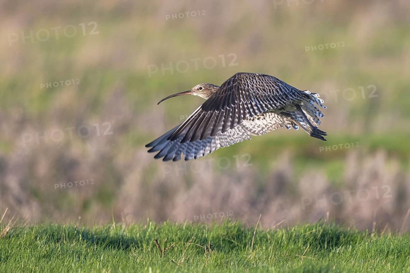 Eurasian Curlew (Numenius arquata) male flying, North Rhine-Westpalia, Germany