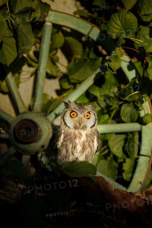 Southern White-faced Owl (Ptilopsis granti) captive, Germany