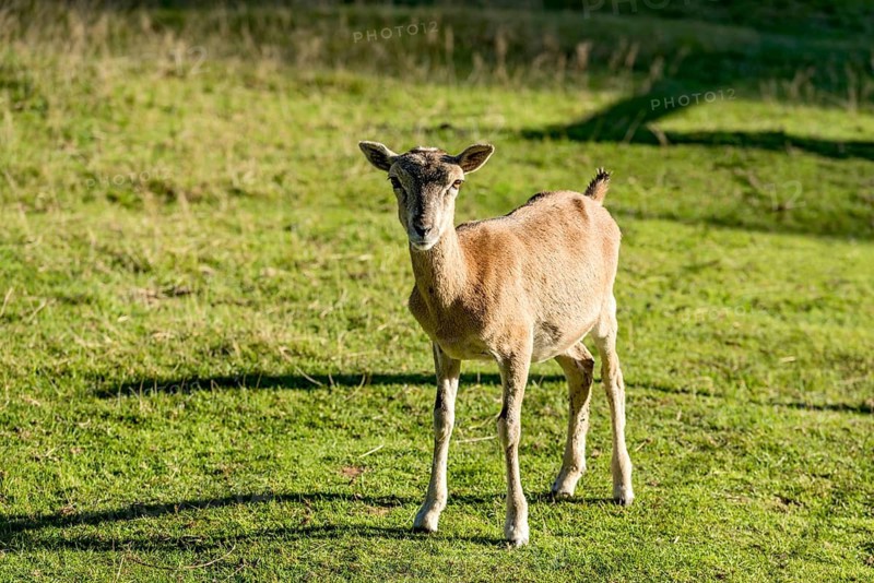 European mouflon (Ovis gmelini musimon), mouflon deer, female standing in a meadow in the evening light, Poing Wildlife Park, Upper Bavaria, Bavaria, Germany