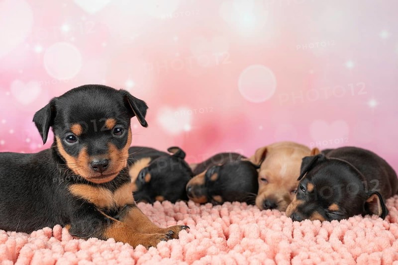 A litter of one-month-old Toy Terrier puppies cuddle together on a plush pink surface. This studio shot captures their innocence and playfulness