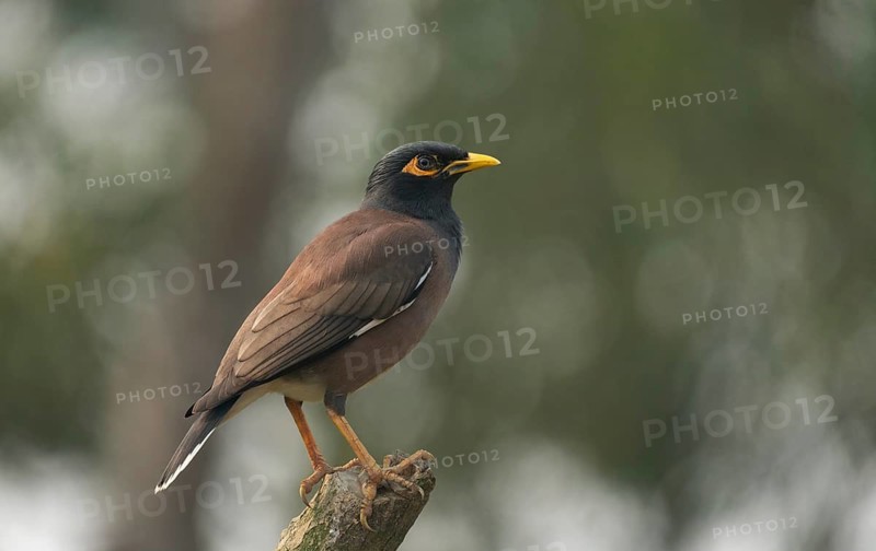 A Common Myna (Acridotheres tristis), Sreepur, Gazipur, Bangladesh