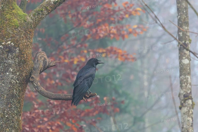 A common raven (Corvus corax) perches on a dead branch at the edge of a forest on a dull and foggy autumnal day. Austria