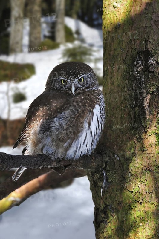 Eurasian Pygmy Owl (Glaucidium passerinum) perched in tree in the snow in winter, Bavarian Forest National Park, Germany