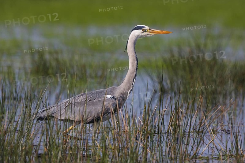 Grey Heron (Ardea cinerea), North Rhine-Westphalia, Germany