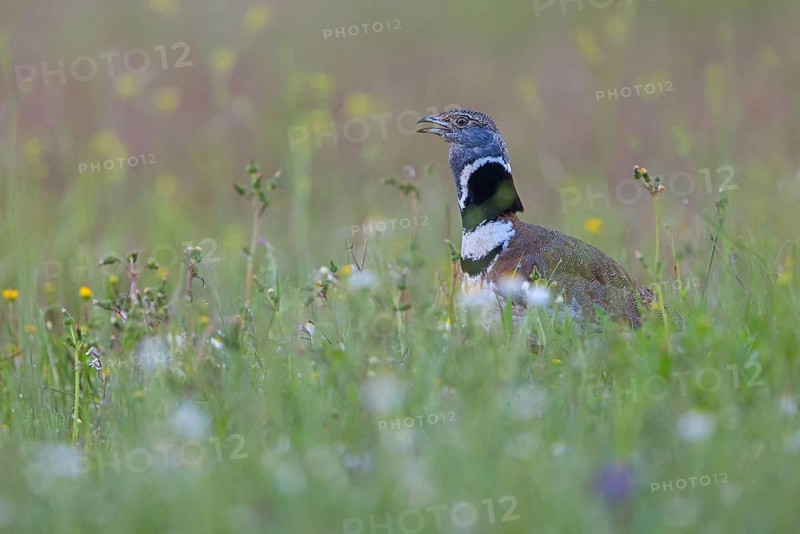 Little bustard (Tetrax tetrax) Outarde canepetière, Sisón Común, Hides De Calera / Great Bustard, Calera Y Chozas, Castilla La Mancha / Toledo, Spain