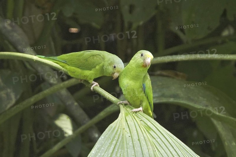 Cobalt-winged Parakeet (Brotogeris cyanoptera), Ecuador