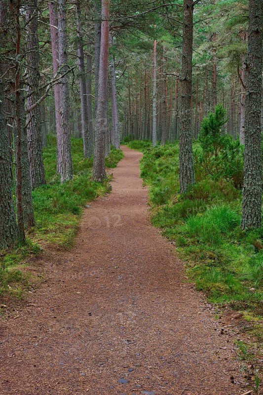 Narrow forest trail through tall pine trees with green soil, Loch Garden, Nethy Bridge, Scotland, United Kingdom, Great Britain