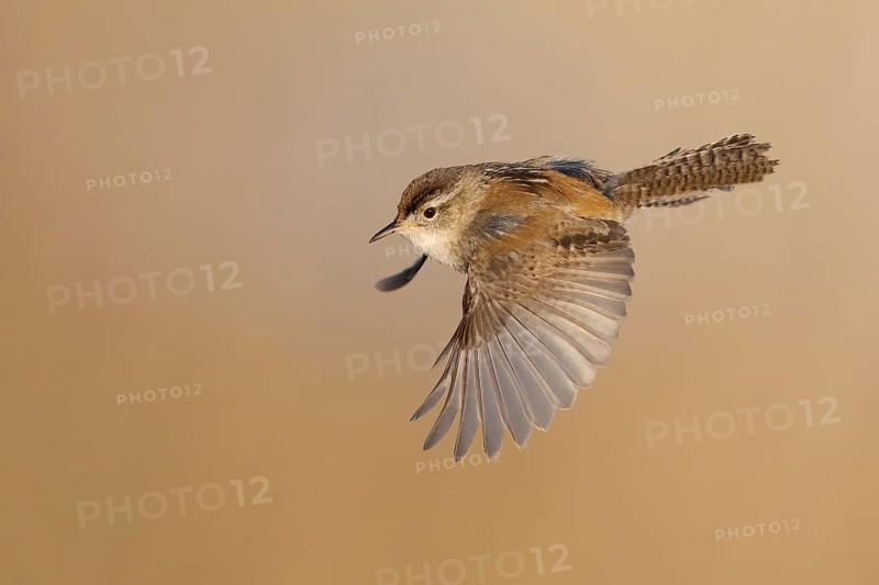 Marsh Wren (Cistothorus palustris) flying, British Columbia, Canada